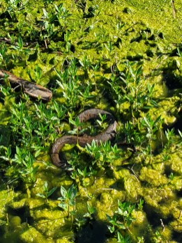 Water moccasin