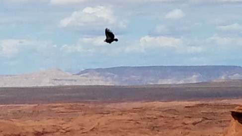 California Condor