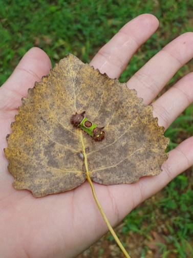 Saddleback Caterpillar