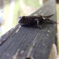 Eastern Fence Lizard