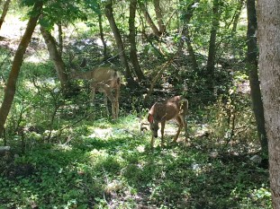 Mule deer 🦌