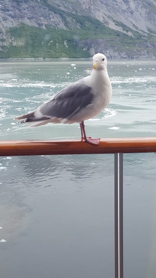 Seagull