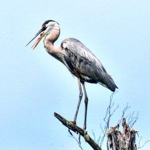 Blue grey heron