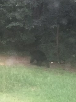 Black Bear