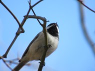 Carolina Chickadee