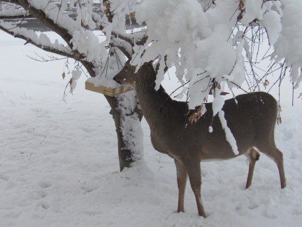 White-Tailed Deer