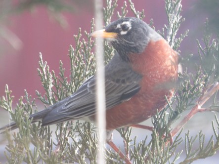 American Robin