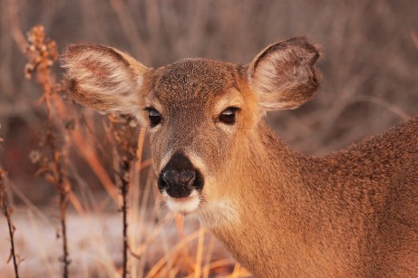 White-tailed Deer