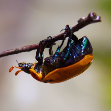 Grapevine Beetle