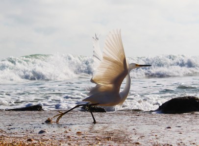 Great Egret