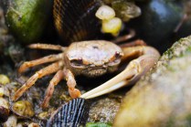 Fiddler Crab