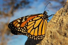 Monarch Butterfly