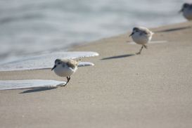 Sanderling