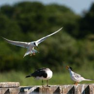 Common Tern