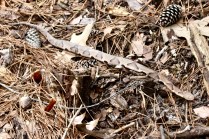 Southern copperhead