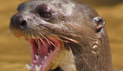 Giant River Otter