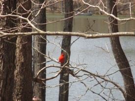 Cardinal- Male