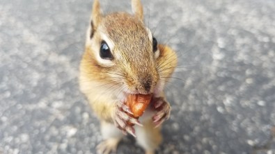 Eastern Chipmunk