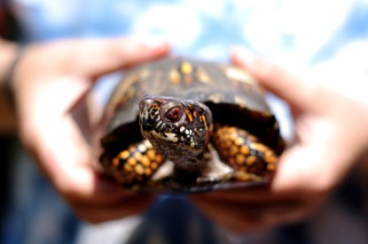 Eastern Box Turtle