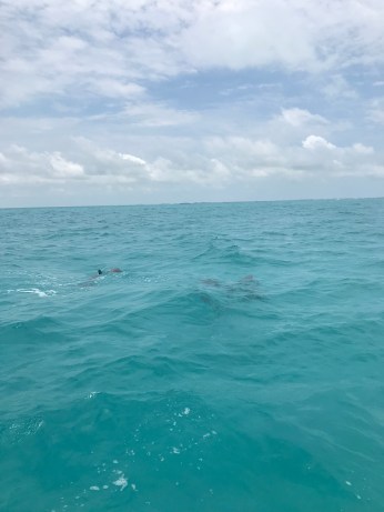 Wild dolphins