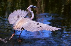 tri-colored heron