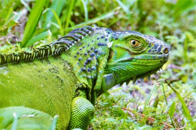 green iguana