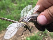 5 lined skink eating a dragonfly