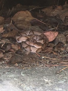 Copperhead