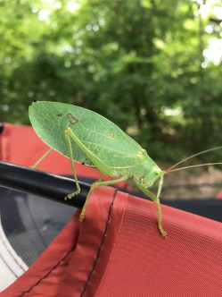 Katydid