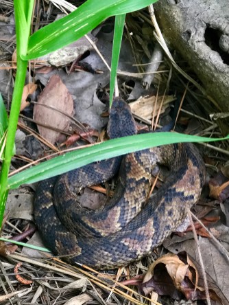 Water Moccasin