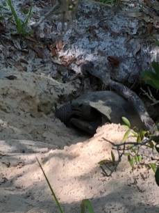 Gopher tortoise