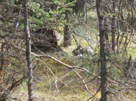 Snowshoe Hare