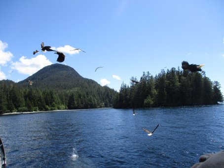 Bald Eagles