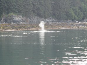 Humpback Whale