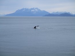 Humpback Whale