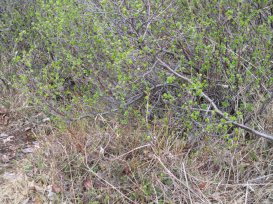 Willow Ptarmigan