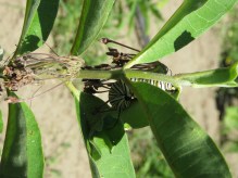 Monarch butterfly caterpillar