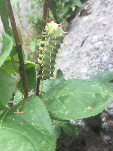 Caterpillar