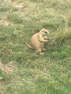 Prairie Dog