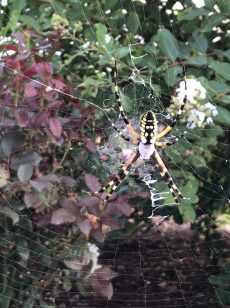 Orb Spider