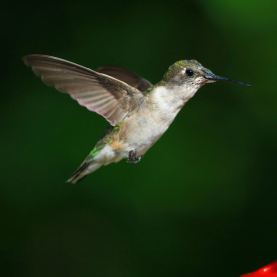 Ruby-Throated Hummingbird