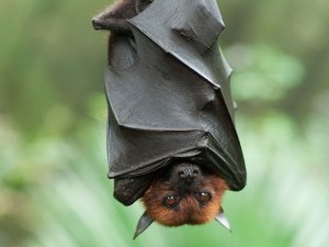 Bat hanging upside down