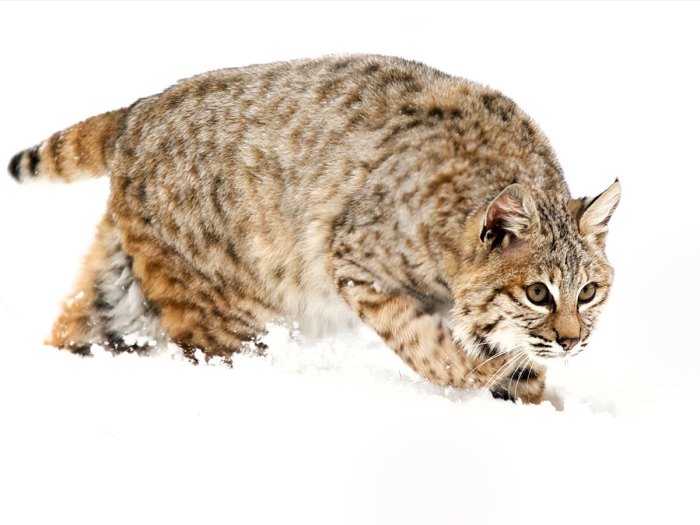 Bobcat stalking its prey