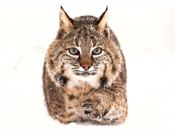 Bobcat