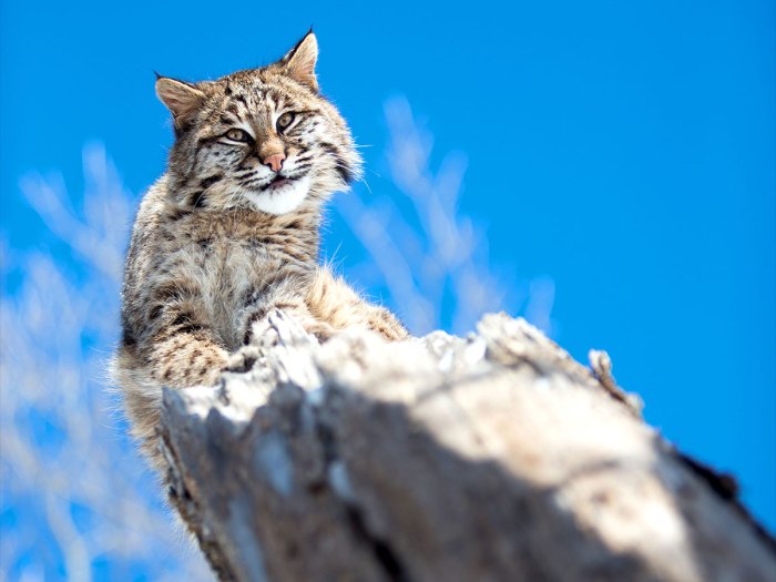 Bobcat perching on a rock