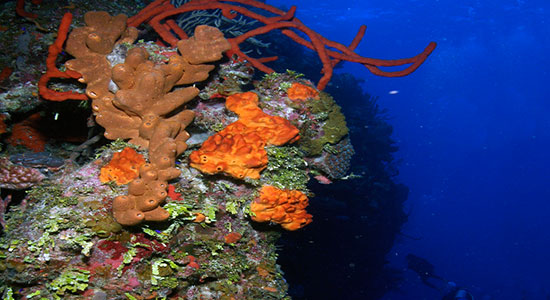 Bloody Bay Coral Cayman Islands