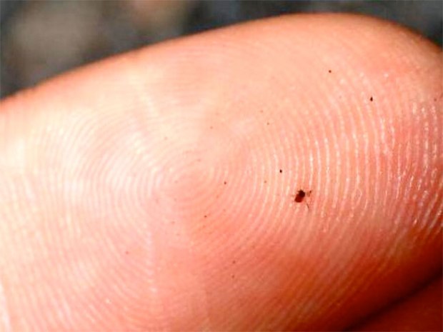 image of a tiny chigger on a finger