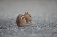 Eastern Chipmunk