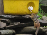 chipmunk-200×148.jpg