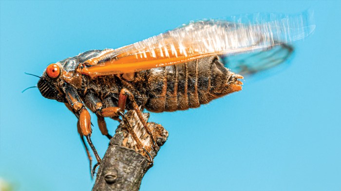 a cicada perched on a stick